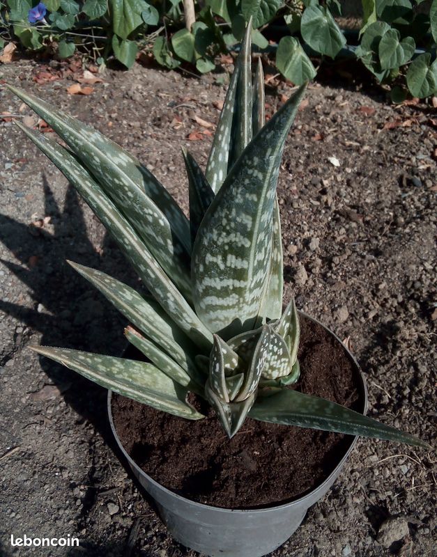 ALOE variegata (image 1)