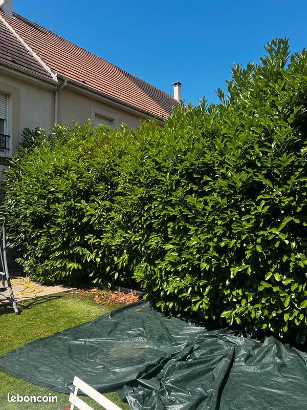 Élagage • Abattage • Taille de haies • Débroussaillage • Entretien jardin• crédit d’impôt • Cesu (image 3)