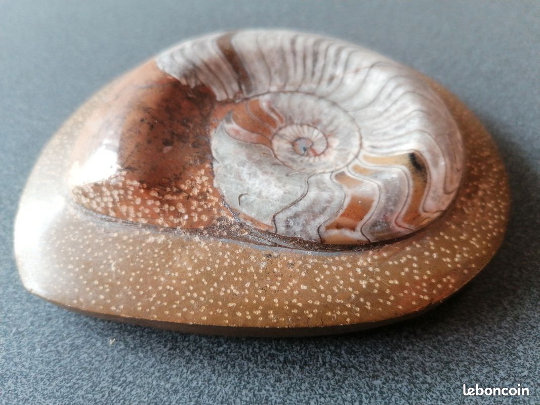 Ammonite (image 4)