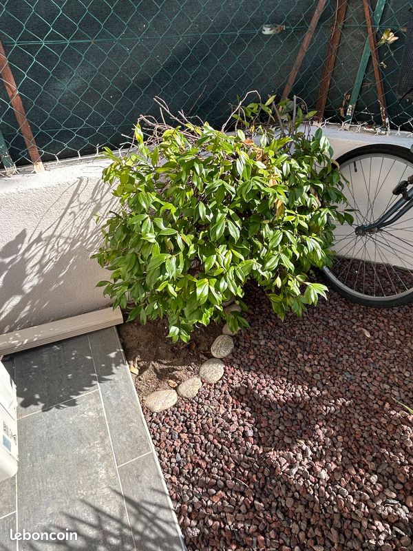 Plante (image 1)