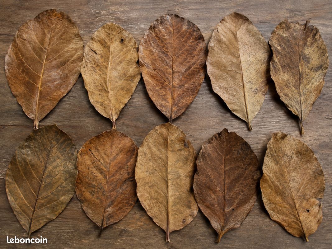 Lot 10 feuilles Catappa naturelles / aquarium (image 1)