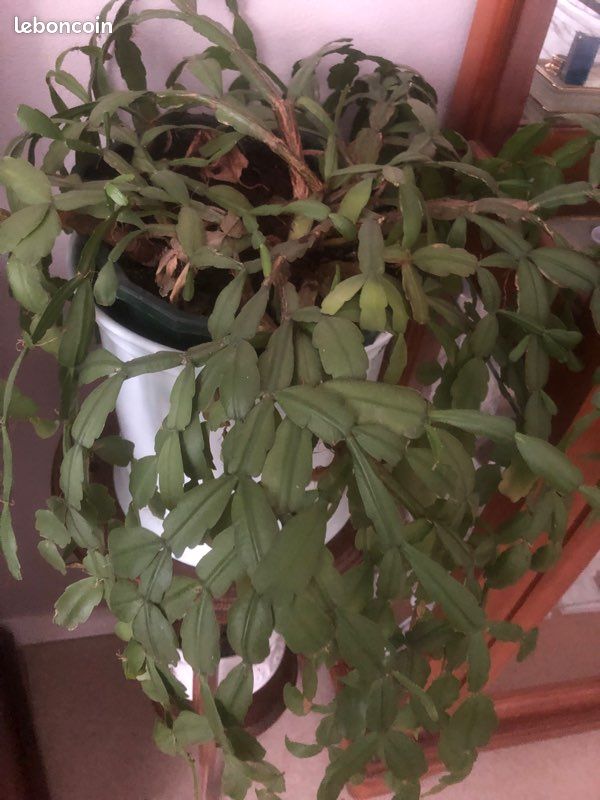 Cactus de Noël un grand et deux petits le lot (image 4)
