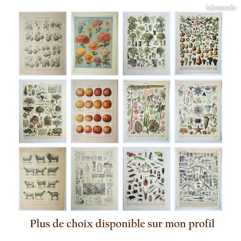 Planche botanique Plantes des prairies par Dessertenne 1921 (image 5)