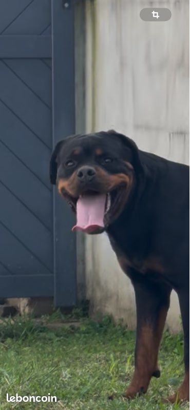 Saillie Rottweiller (image 1)