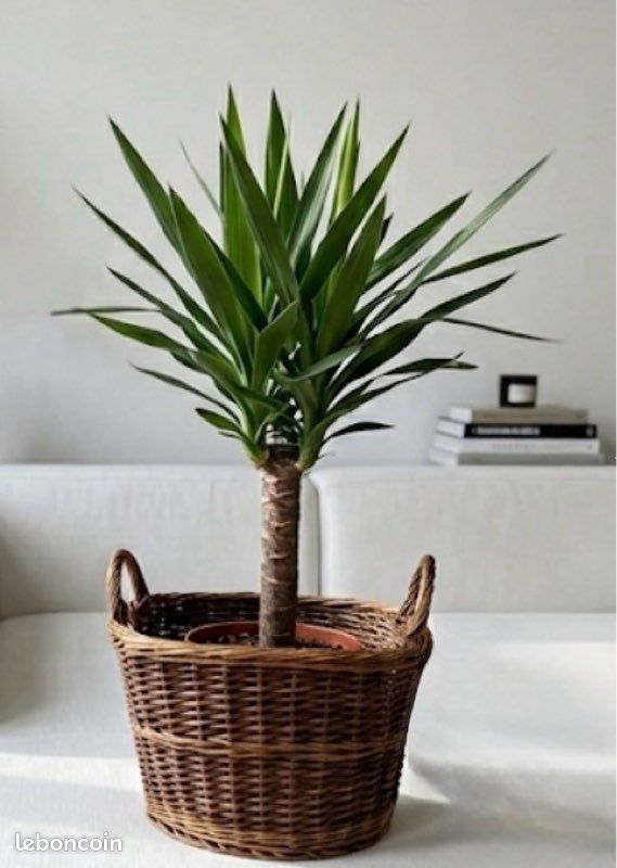 Panier à fleurs en osier fait main : cache-pot bohème beige - France
