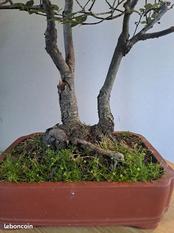 Bonsaï Orme De Chine Avec Pot Céramique - Environ 7 Ans (Bol 15 Cm) - Idéal Débutant