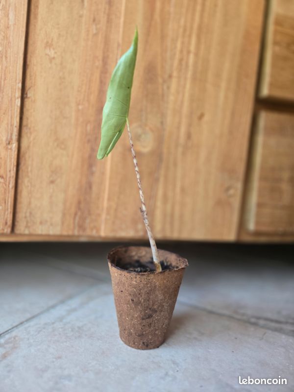 Alocasia Zebrina (image 1)