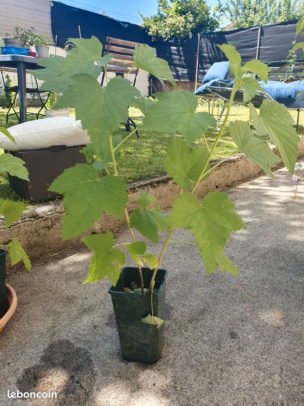 Cassis plant - Jardin & Plantes