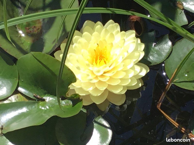 Plante de bassin ,nénuphar lemon meringue (image 3)