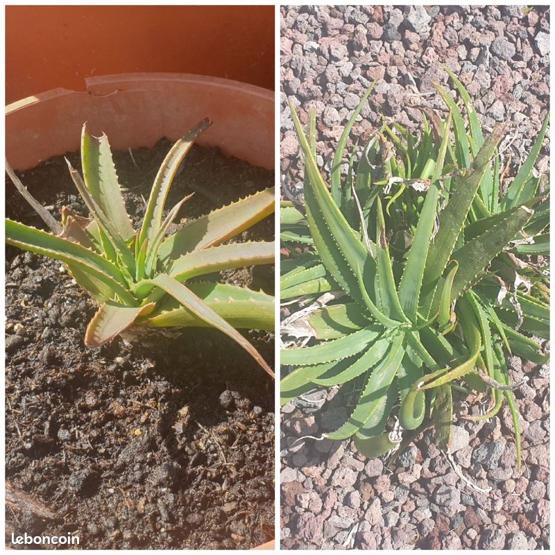 Plantes grasses Succulentes (image 2)