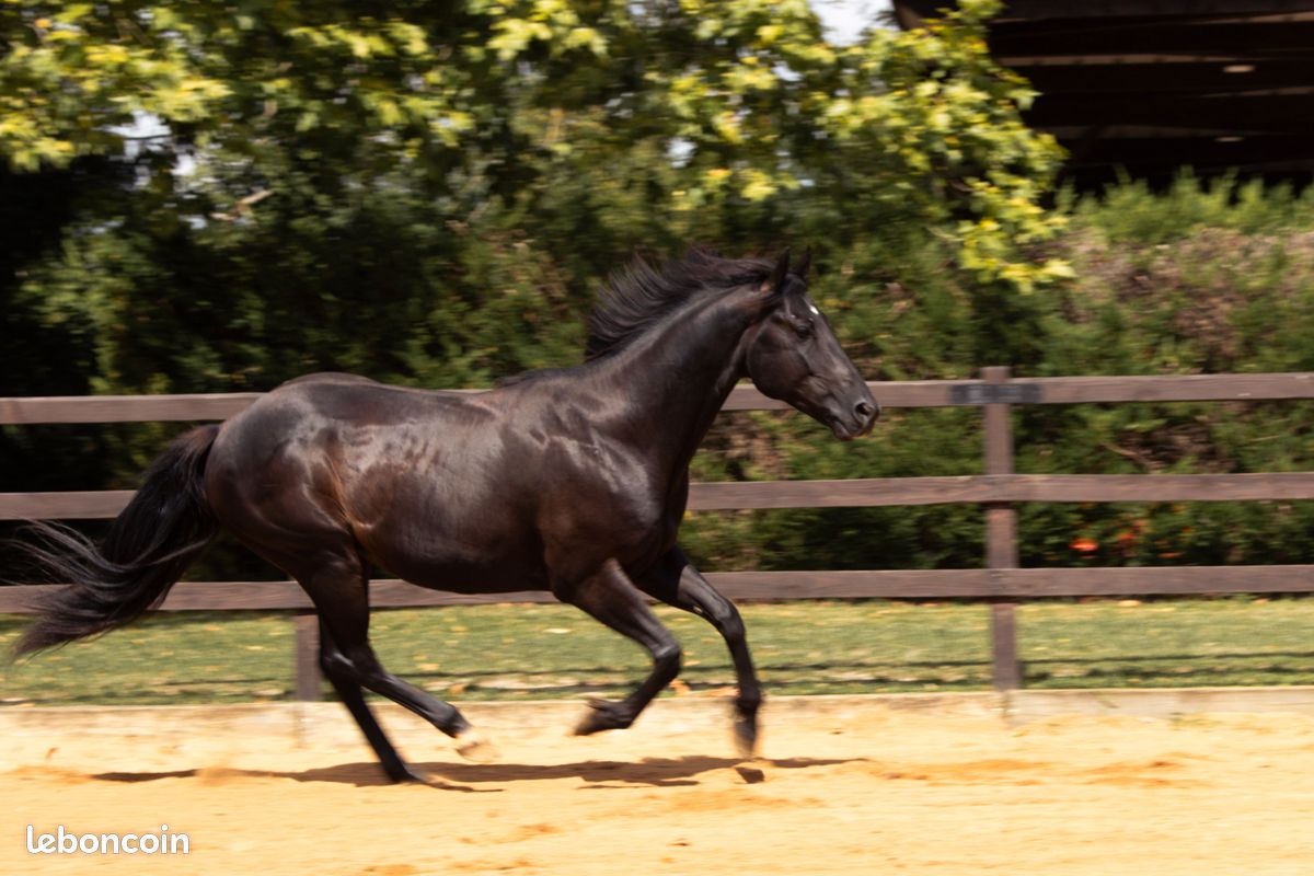 American Azteca Horse (image 7)