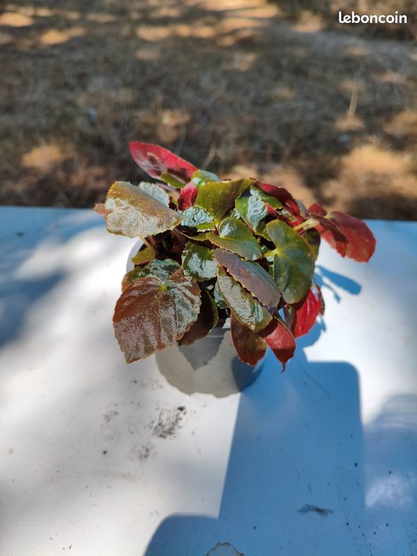 Begonia Metachroa (image 4)