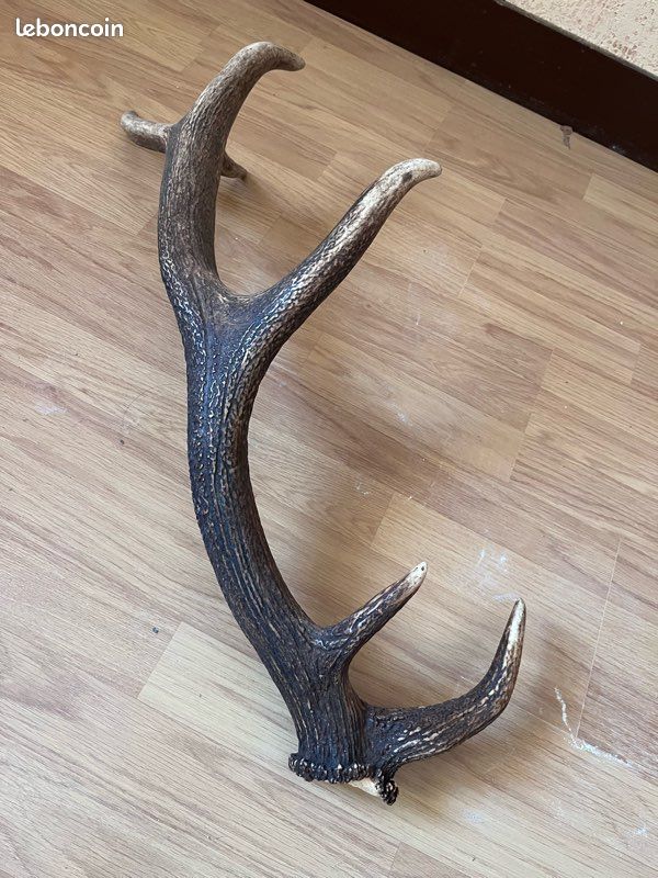 Énorme Bois De Cerf 12 Cors - 102 Cm - Pièce De Décoration Unique
