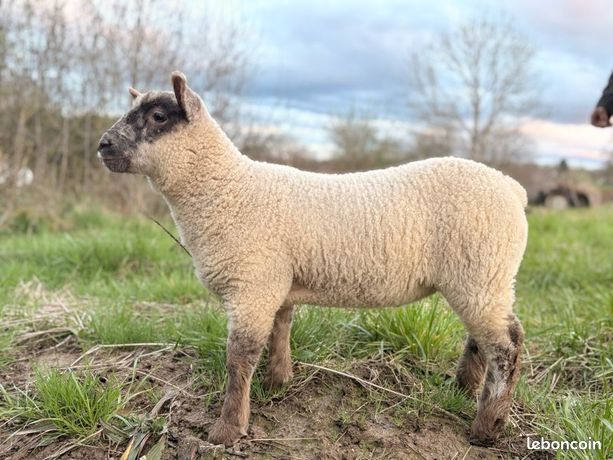Animaux, chien, chat, cheval Saône-et-Loire (71) - leboncoin