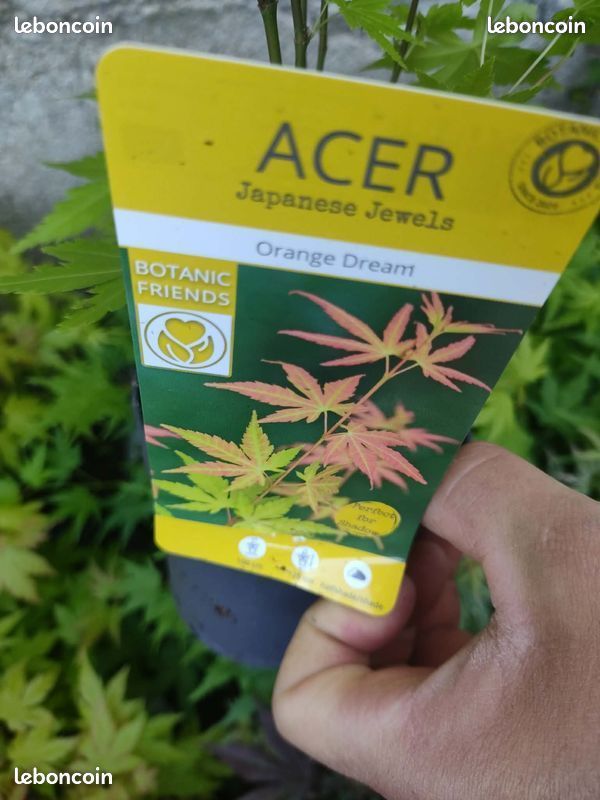 ACER / Érable ORANGE DREAM (image 1)