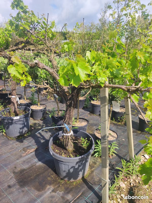 Complantation des pieds de vigne : les outils indispensables