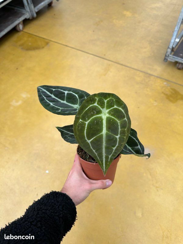 Destockage Anthurium Forgetii x Nigrolaminum pot 12cm ( plante d'intrieur  / terrarium / paludarium ) - Jardin & Plantes