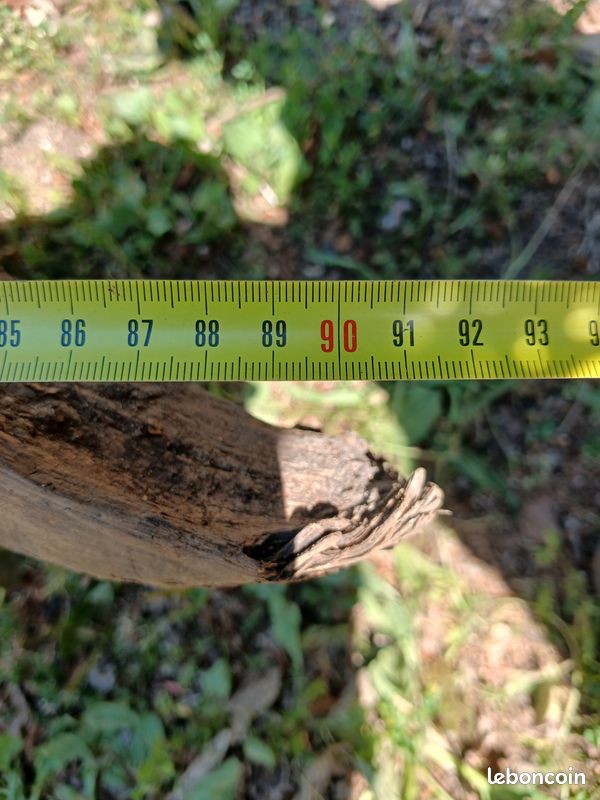 Souche de chêne (image 3)