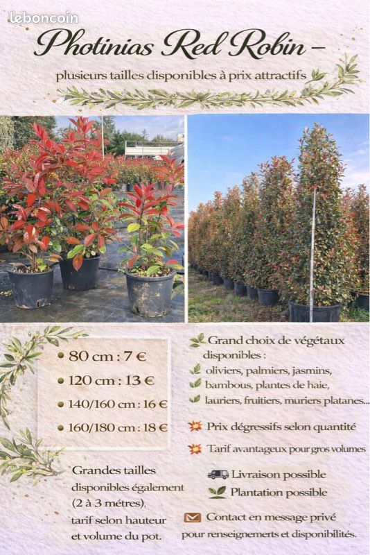 Photinias Red Robin  plusieurs tailles disponibles  prix attractifs  -  Jardin & Plantes