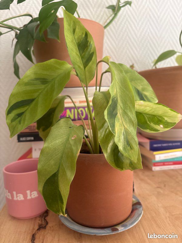 Plante verte d’intérieur (image 1)
