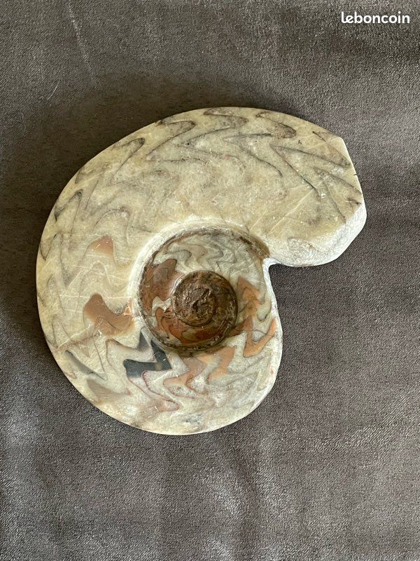 Fossiles ammonite polie.marbre (image 1)
