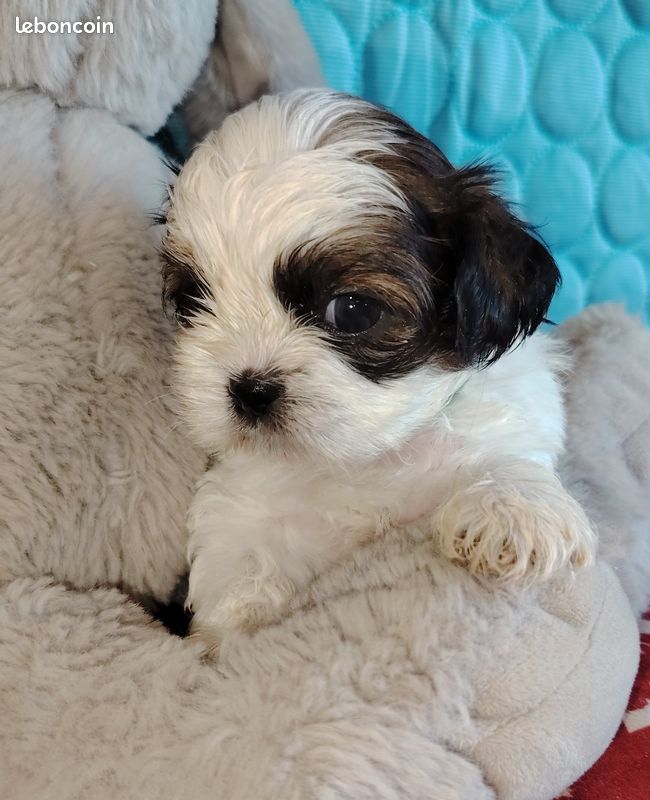 Superbes chiots shih tzu (image 2)