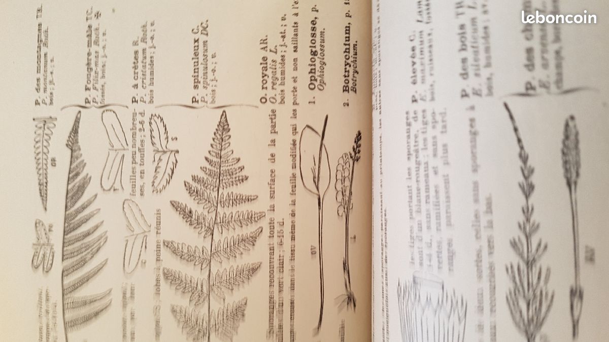 Nouvelle flore , détermination des plantes, fleurs mellifères (image 5)