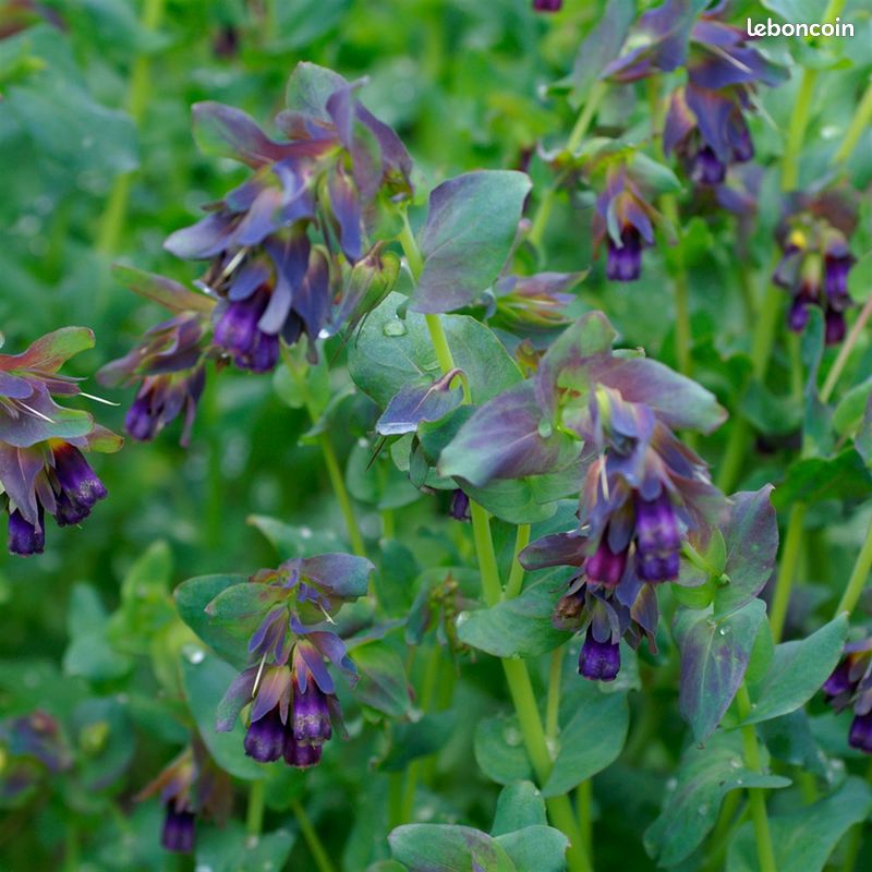 Plantes vivaces et alimentaires (image 1)