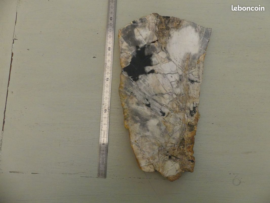 Bois fossilisé (image 2)