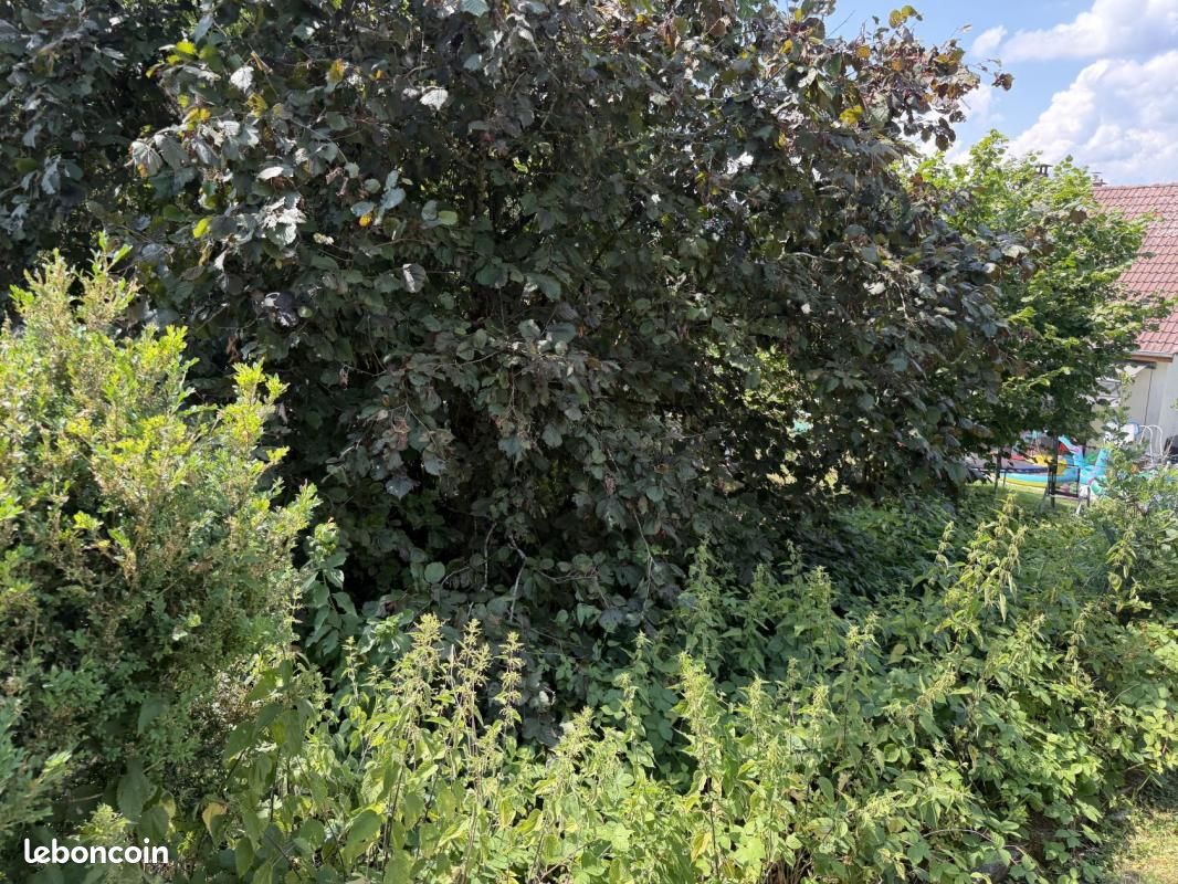 Terrain 346 m² Masevaux Niederbruck · à Masevaux-Niederbruck · 49 000 €