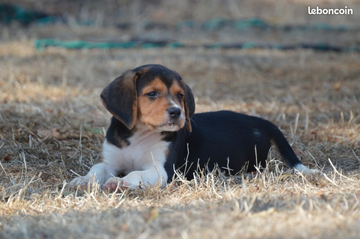 Chiot Beagle harrier (image 1)