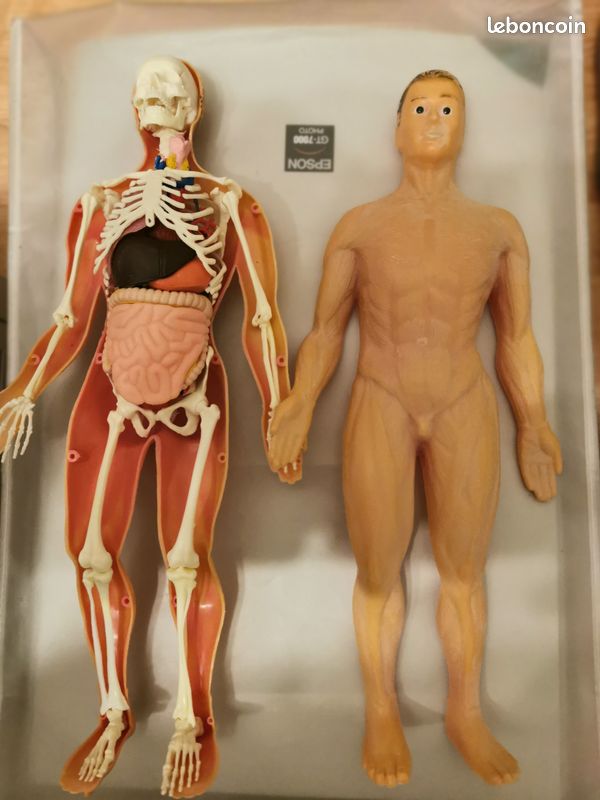 Il etait une fois la vie corps humain en 3D (image 2)