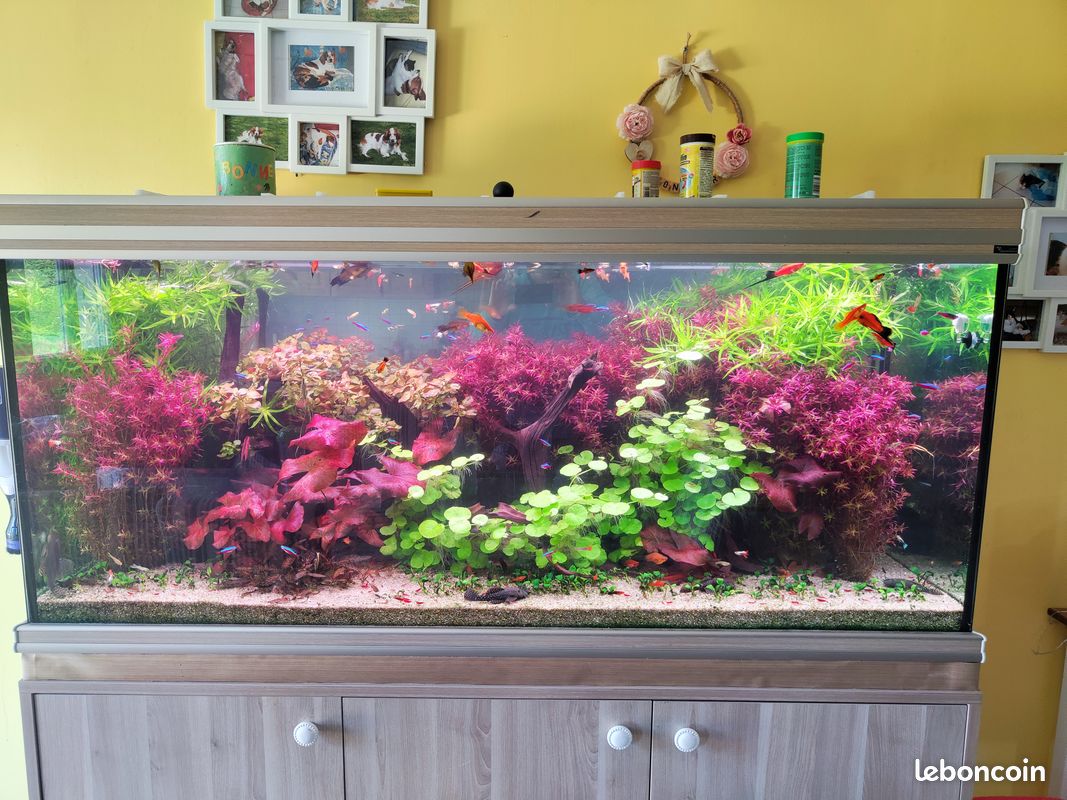 Plante aquarium ludwigia,heteranthera,Rotala blood red,égeria densa (image 2)