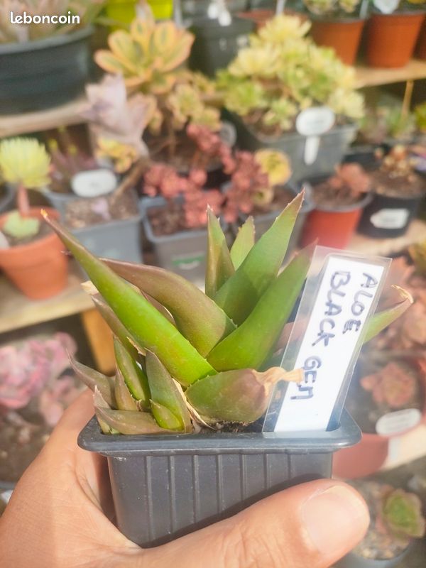 Aloe black gem (image 1)