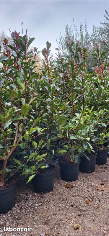 Photinia 150cm prix IMBATTABLE - Jardin & Plantes