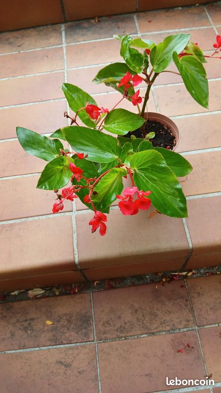 Begonia (image 3)