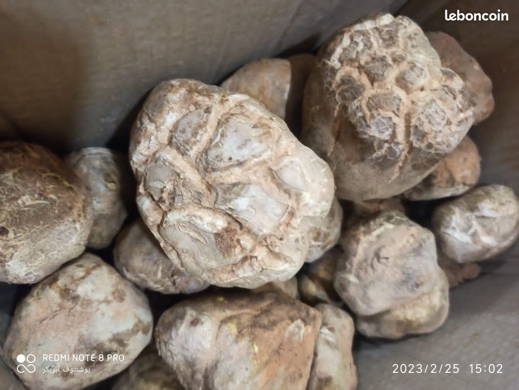 Truffes fraîches (image 2)