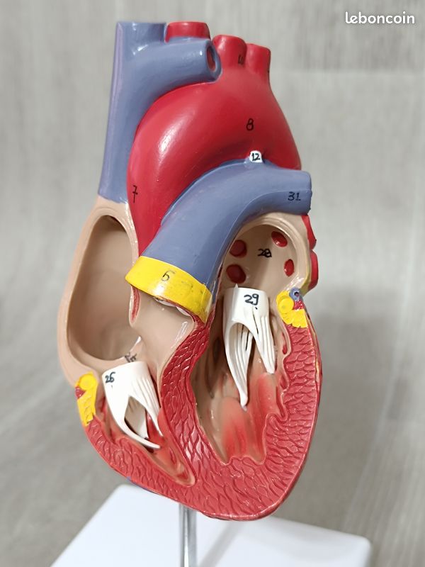 Coeur Anatomique Modèle Cœur Battant Learning Resources - Kit éducatif Sciences Corps Humain - 8