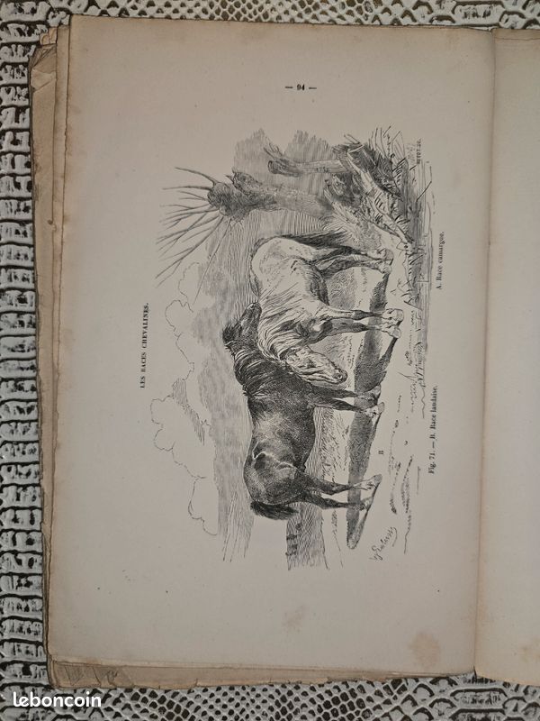 Planches anciennes illustrées – Les races chevalines (lot illustré XIXe siècle) (image 13)