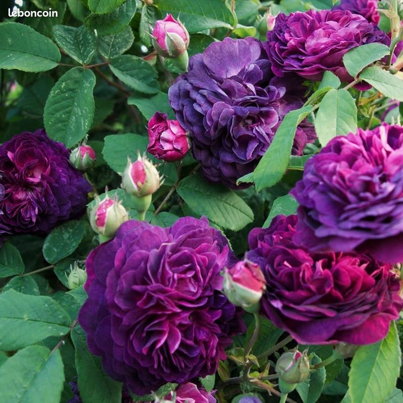 ROSES ANCIENNES et ROSES SAUVAGES DU MONDE par Charlotte Testu : le livre de référence (image 1)