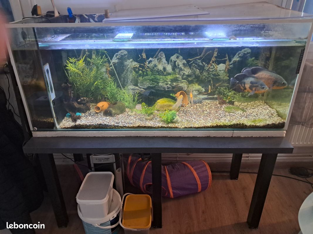 Aquarium 450l équipé + poisson (image 1)