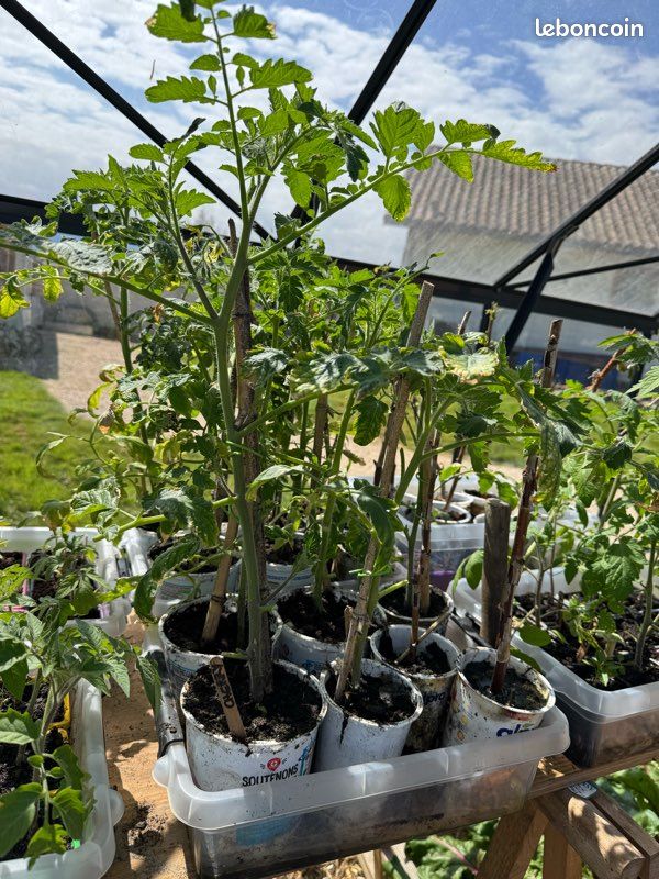 Plants de légumes bio (image 5)