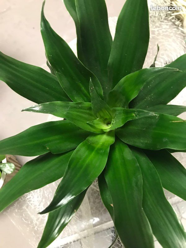 Jolie plante verte dans cache pot métal (image 2)