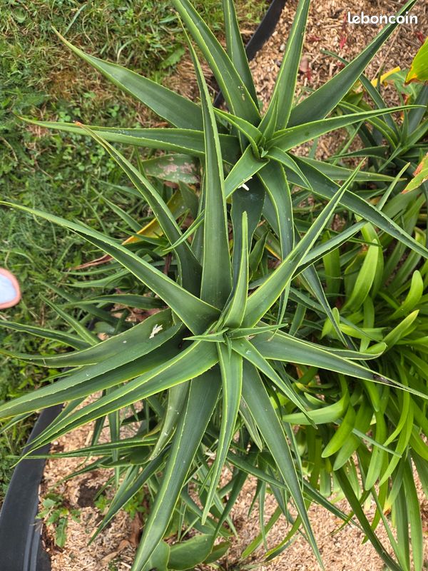 Yucca et aloe (image 1)