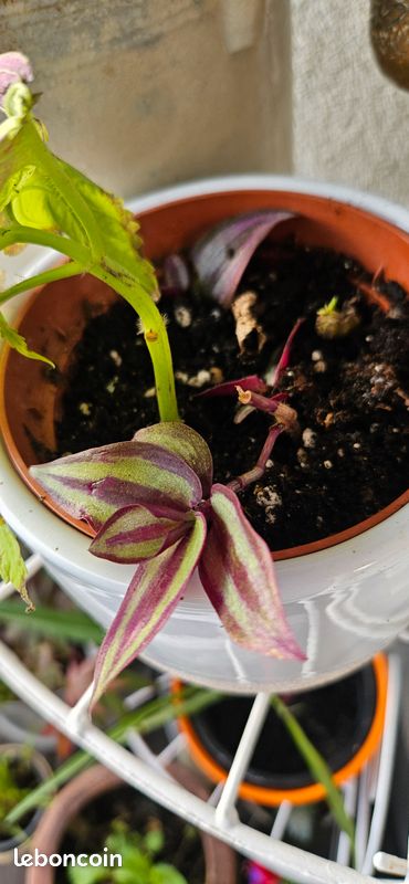 Boutures plantes (image 1)
