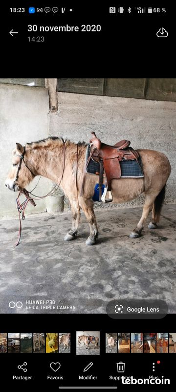 Selle western (image 1)