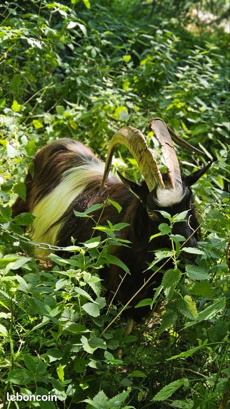 Bouc des fossé entier 5 ans (image 2)