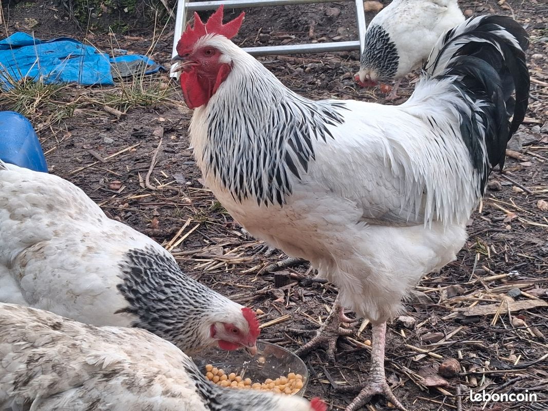 Oeufs fécondés de poules (image 3)