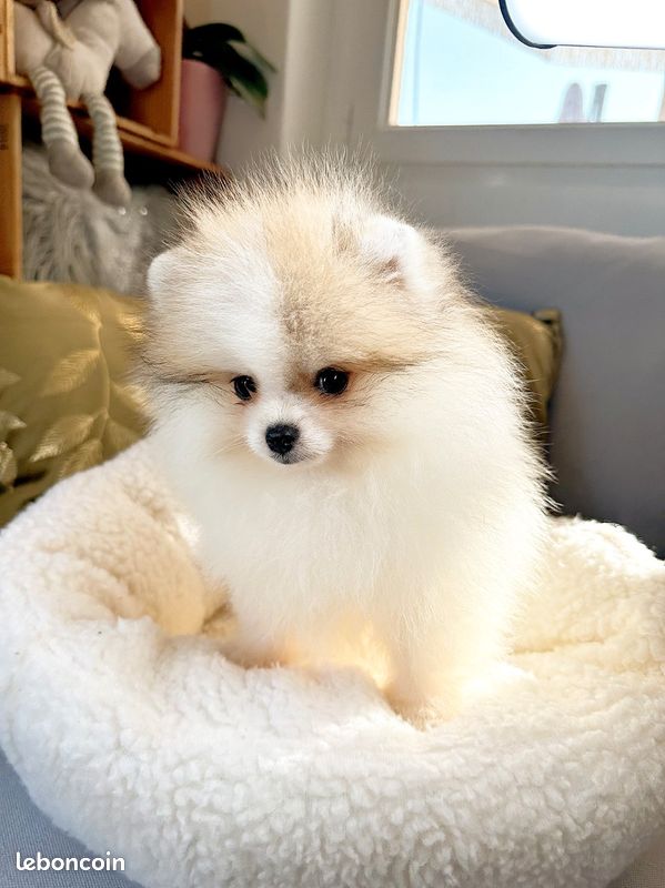 🐻🌼 Petite Loulou de Poméranie Type Ourson (image 2)