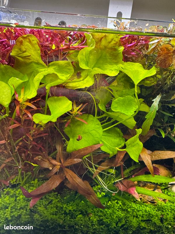 Plantes aquarium aquascaping (image 5)